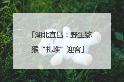 湖北宜昌：野生猕猴“扎堆”迎客