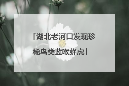 湖北老河口发现珍稀鸟类蓝喉蜂虎