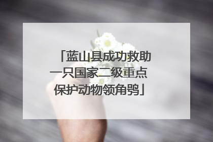 蓝山县成功救助一只国家二级重点保护动物领角鸮