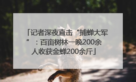 记者深夜直击“捕蝉大军”：百亩树林一晚200余人收获金蝉200余斤