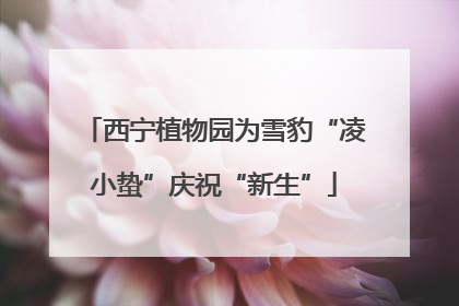 西宁植物园为雪豹“凌小蛰”庆祝“新生”
