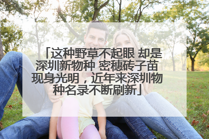 这种野草不起眼 却是深圳新物种 密穗砖子苗现身光明，近年来深圳物种名录不断刷新