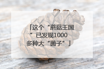 这个“蘑菇王国”已发现1000多种大“菌子”