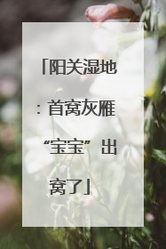 阳关湿地：首窝灰雁“宝宝”出窝了