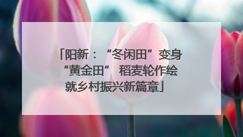 阳新：“冬闲田”变身“黄金田” 稻麦轮作绘就乡村振兴新篇章