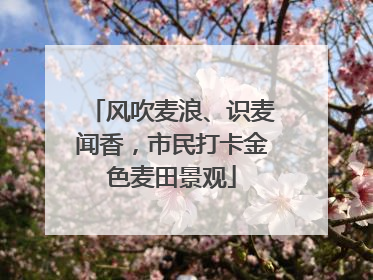风吹麦浪、识麦闻香，市民打卡金色麦田景观