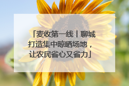 麦收第一线丨聊城打造集中晾晒场地，让农民省心又省力