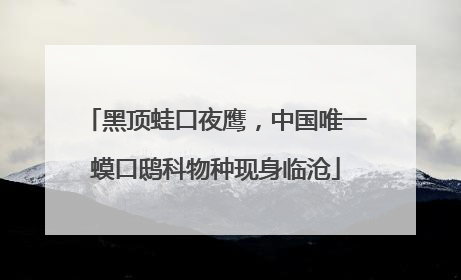 黑顶蛙口夜鹰，中国唯一蟆口鸱科物种现身临沧